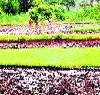 After the sermon now the rabbi season is also concerned | खरिपानंतर आता रब्बी हंगामाचीही चिंता