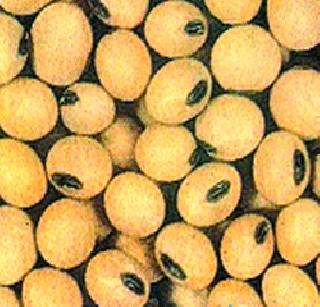 Soybean production will fall! | सोयाबीनचे उत्पादन घटणार! Soybean production will fall! | सोयाबीनचे उत्पादन घटणार!