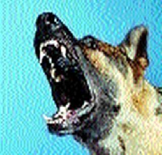 Show BPL card for antirebiz | अॅन्टीरेबिजसाठी दाखवा बीपीएलचे कार्ड Show BPL card for antirebiz | अॅन्टीरेबिजसाठी दाखवा बीपीएलचे कार्ड