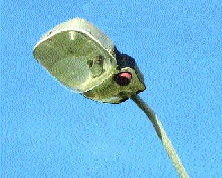 'Will' make 'lights' on 'that ring'? | ‘त्या’ रिंगरोडवर पालिक ा ‘दिवे लावणार’?