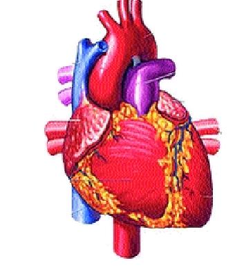 Avoiding death due to cardiovascular disease | हृदयरोगामुळे होणारा मृत्यू टाळणे शक्य