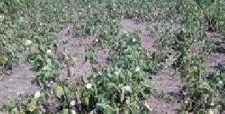 The government machinery that surveyed did not reach the field | सर्वेक्षण करणारी सरकारी यंत्रणा शेतात पोहोचलीच नाही