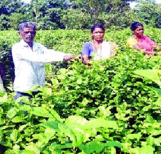 Earning Rs. 6 lakhs per year from Moghatar | मोगऱ्यातून वर्षाला ६ लाखांची कमाई