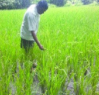 Pomegranates came in many places | अनेक ठिकाणी भातशेतीला आले लोम