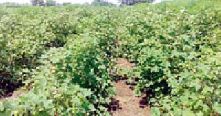 Peal of Peacock on Best Peak Conditions | उत्तम पीक परिस्थितीवर पैसेवारीचीही मोहोर Peal of Peacock on Best Peak Conditions | उत्तम पीक परिस्थितीवर पैसेवारीचीही मोहोर