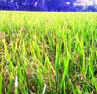 Wash the district | जिल्ह्यात धुवा‘धार’ Wash the district | जिल्ह्यात धुवा‘धार’