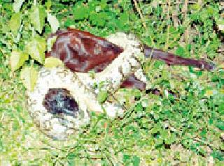 Apocalypse: | विळखा अजगराचा : Apocalypse: | विळखा अजगराचा :