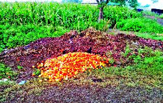 White fly attack on tomatoes | टमाट्यावर पांढऱ्या माशीचे आक्रमण White fly attack on tomatoes | टमाट्यावर पांढऱ्या माशीचे आक्रमण