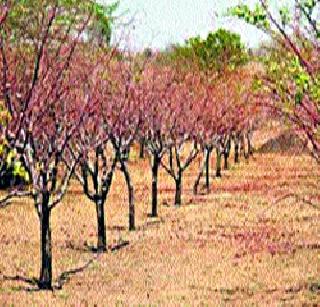 Due to drought over the fruit gardens | फळबागांवर दुष्काळाचे सावट Due to drought over the fruit gardens | फळबागांवर दुष्काळाचे सावट