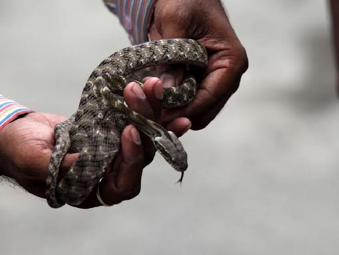 Fosterkin's harp snake | फोस्टीन मांज-या जातीचा दुर्मिळ साप