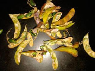 Soya bean burlesque 'sprouts' | सोयाबीनला फुटले ‘कोंब’