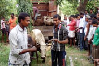 32 animals taken for slaughter | कत्तलीसाठी नेणारी ३२ जनावरे पकडली
