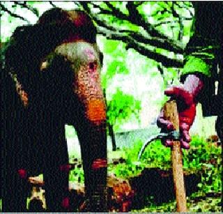 Ankush is being used for controlling elephants | हत्तींवर नियंत्रणासाठी होतोय ‘अंकुश’चा वापर