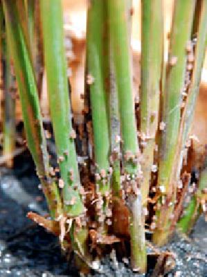 One lakh hectares of paddy insects | एक लाख हेक्टर धान किडीच्या कवेत