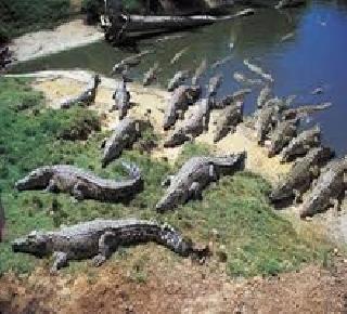 Went to commit suicide and found in the clutches of criminals ... | आत्महत्या करायला गेला आणि मगरींच्या तावडीत सापडला... Went to commit suicide and found in the clutches of criminals ... | आत्महत्या करायला गेला आणि मगरींच्या तावडीत सापडला...