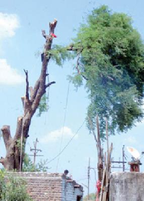 Even after the complaint, the slaughter of the big trees of Chinchwad | तक्रारीनंतरही चिंचेच्या महाकाय वृक्षाची कत्तल