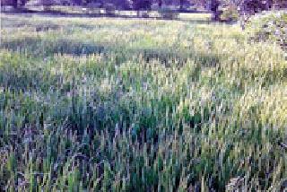 Traumatized by farmers' inadvertency, Pawanwari | नजरअंदाजच्या पैसेवारीने शेतकऱ्यांवर आघात Traumatized by farmers' inadvertency, Pawanwari | नजरअंदाजच्या पैसेवारीने शेतकऱ्यांवर आघात