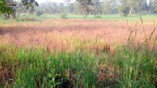 Paddy drying: | धान सुकला : Paddy drying: | धान सुकला :