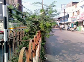 The thorns are known to the divisions | दुभाजकांवर काटेरी झाडांचा विळखा