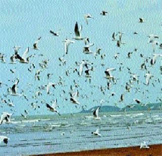 Visiting birds come to the chemicals | पाहुण्या पक्ष्यांचे रसायनीत आगमन Visiting birds come to the chemicals | पाहुण्या पक्ष्यांचे रसायनीत आगमन