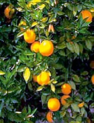 The sharp fall in orange juice | संत्र्यांच्या भावात कमालीची घसरण