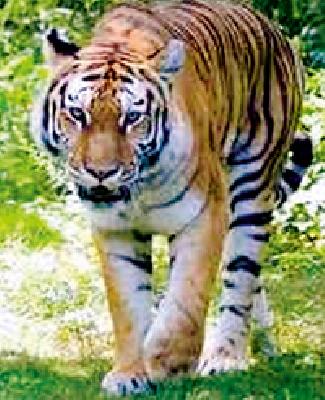 Wildlife Week paper! | वन्यजीव सप्ताह कागदावरच! Wildlife Week paper! | वन्यजीव सप्ताह कागदावरच!