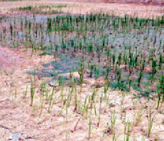 Horsezari canal split up | घोडाझरी नहर फुटला