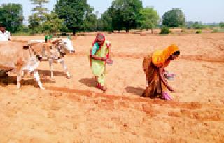 This year the sowing of groundnut is increased | यंदा भुईमुगाचा पेरा वाढला
