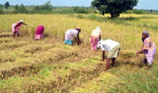 Start of paddy harvesting: | धान कापणीला प्रारंभ :