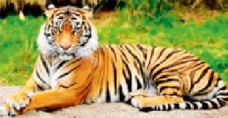 Wildlife in Umarkhed, DFO in the window! | वन्यजीव उमरखेडमध्ये, डीएफओ पांढरकवड्यात!