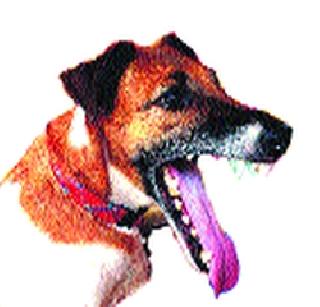 Dangerous dogs have a big share in infiltration | घुसखोरी रोखण्यात भटक्या कुत्र्यांचा वाटा मोठा Dangerous dogs have a big share in infiltration | घुसखोरी रोखण्यात भटक्या कुत्र्यांचा वाटा मोठा