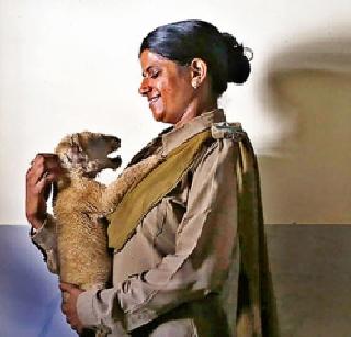 Geir's lioness! | गीरच्या सिंहिणी! Geir's lioness! | गीरच्या सिंहिणी!