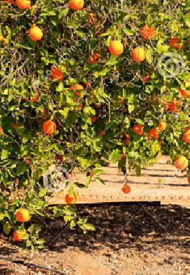 Air ventricles to the orange 25 thousand | संत्र्याला हवा २५ हजार हमीभाव Air ventricles to the orange 25 thousand | संत्र्याला हवा २५ हजार हमीभाव