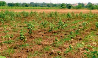 Keep the animals alive and save crops | जीव धोक्यात घालून पिकांची राखण