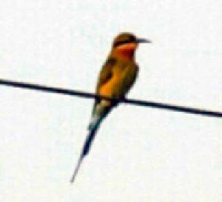 Blue tail diabolism found in the district for the first time | जिल्ह्यात प्रथमच आढळला निळ्या शेपटीचा पाणपोपट