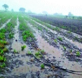 Onion plants threatened | कांदा रोपे धोक्यात