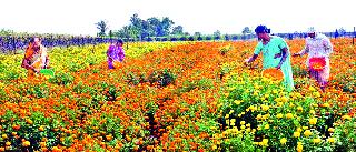 The marigold marigold garden is beautiful | कसबे सुकेणेला बहरल्या झेंडूच्या बागा
