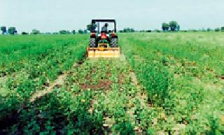 Farmers of Pimpri rotate on crops, rotavator | पिंप्रीच्या शेतकऱ्यांनी पिकांवर फिरविले ‘रोटावेटर Farmers of Pimpri rotate on crops, rotavator | पिंप्रीच्या शेतकऱ्यांनी पिकांवर फिरविले ‘रोटावेटर