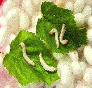 The benefits of silk schemes to online registrar only | आॅनलाईन नोंदणीदारांनाच रेशीम योजनांचा लाभ The benefits of silk schemes to online registrar only | आॅनलाईन नोंदणीदारांनाच रेशीम योजनांचा लाभ