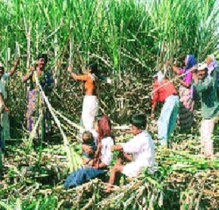 26 factories do not collapse ...! | २६ कारखान्यांचे यंदा गाळप नाही...! 26 factories do not collapse ...! | २६ कारखान्यांचे यंदा गाळप नाही...!