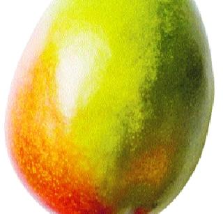 45 lakhs help to mango farmers | आंबा शेतकऱ्यांना ४५ लाखांची मदत 45 lakhs help to mango farmers | आंबा शेतकऱ्यांना ४५ लाखांची मदत