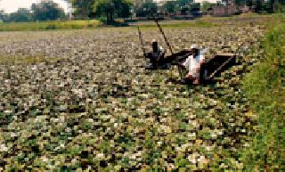 Farming Zenith: | शेती शिंगाड्याची :