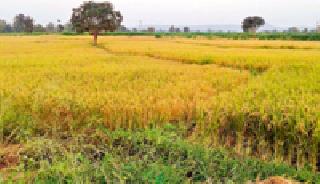 On crop harvesting: | पीक कापणीवर : On crop harvesting: | पीक कापणीवर :