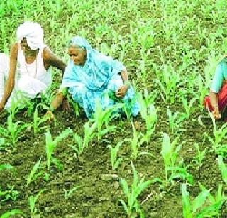 Production of kharif season declined | खरीप हंगामातील उत्पादन घसरले Production of kharif season declined | खरीप हंगामातील उत्पादन घसरले