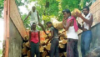 Six lakh illegal sewen seized | सहा लाखांचे अवैध सागवान जप्त