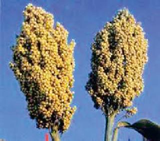 Buy jarari mataramol price | ज्वारीची मातीमोल भावात खरेदी