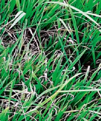 Due to the famine of the farmers, they are still free from drought | शेतकरी संकटात तरीही दुष्काळमुक्त