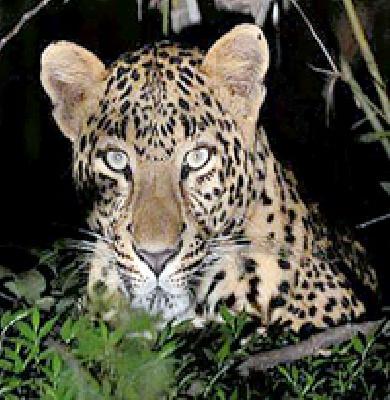 Two goats trapped by a leopard | बिबट्याने पाडला दोन शेळ्यांचा फडशा