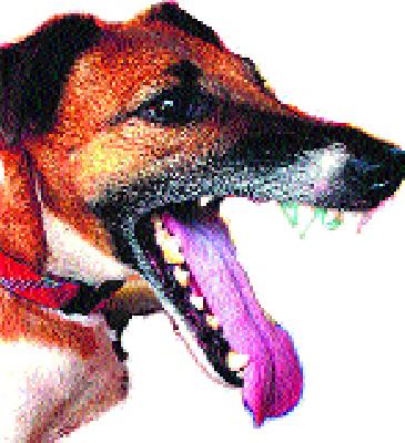 Moccusred puppies | मोकाट कुत्र्यांचा उच्छाद