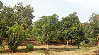 Extending a 'garden' life | एक ‘बाग’ आयुष्य वाढविणारी Extending a 'garden' life | एक ‘बाग’ आयुष्य वाढविणारी